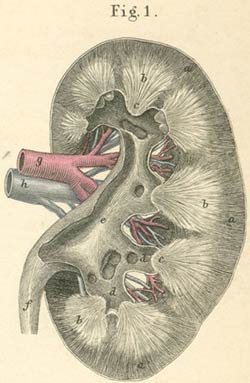 kidney1