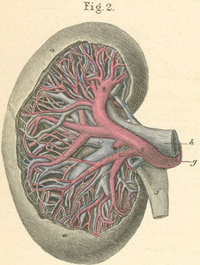 kidney2